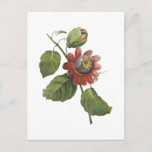 Carte Postale fleur de passion (alata de passiflore) par Redouté