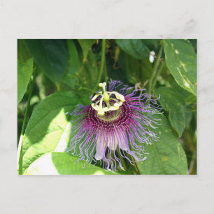 Carte Postale Fleur de passion - violet