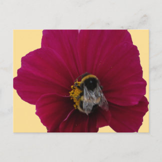 Carte Postale Fleur de pavot rose rouge avec une abeille bourdon