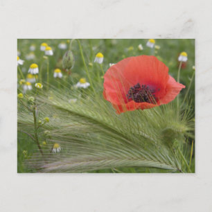 Carte Postale Fleur de pavot rouge, Toscane, Italie