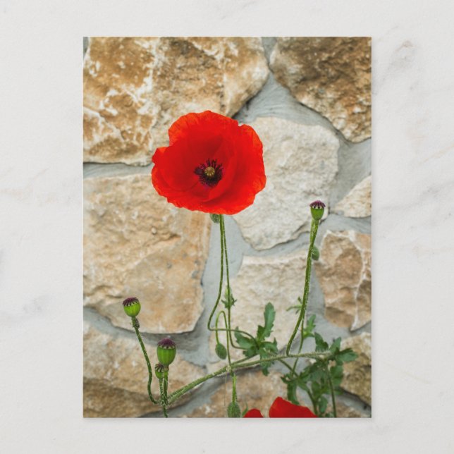 Carte Postale Fleur de pavot simple et mur de pierre derrière (Devant)