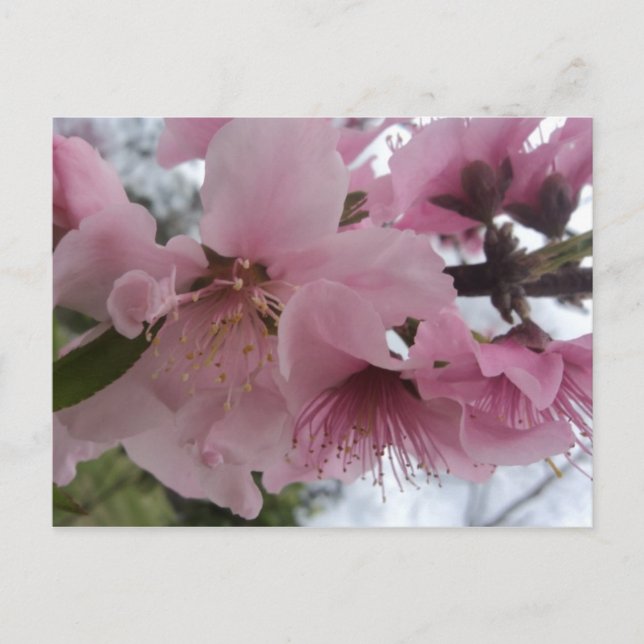 Carte Postale Fleur de pêche (Devant)