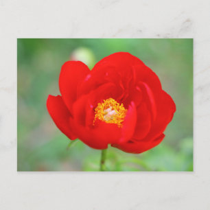 Carte Postale Fleur de pin rouge