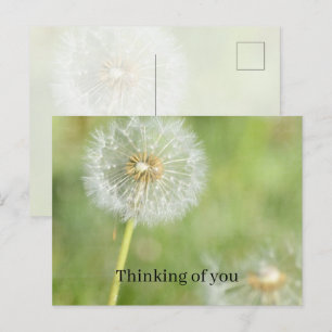 Carte Postale Fleur de pissenlit Pensée pour toi (ma photographi