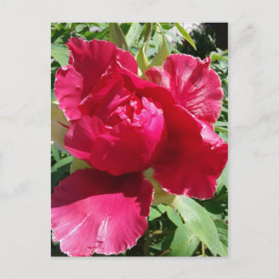 Carte Postale Fleur de pivoine rose