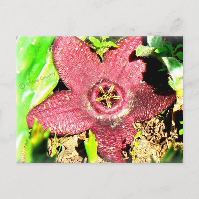 Carte Postale Fleur de poisson étoilé - Cactus pourpre/Fleur suc (Devant)