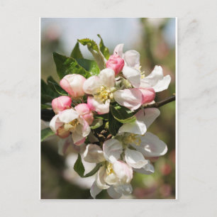 Carte Postale Fleur de pomme
