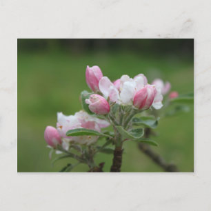 Carte Postale fleur de pomme et feuilles verts