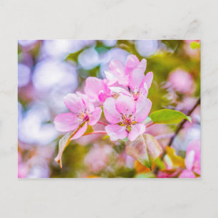 Carte Postale Fleur de pomme rose