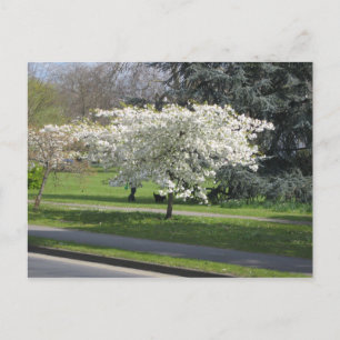 Carte Postale Fleur de printemps