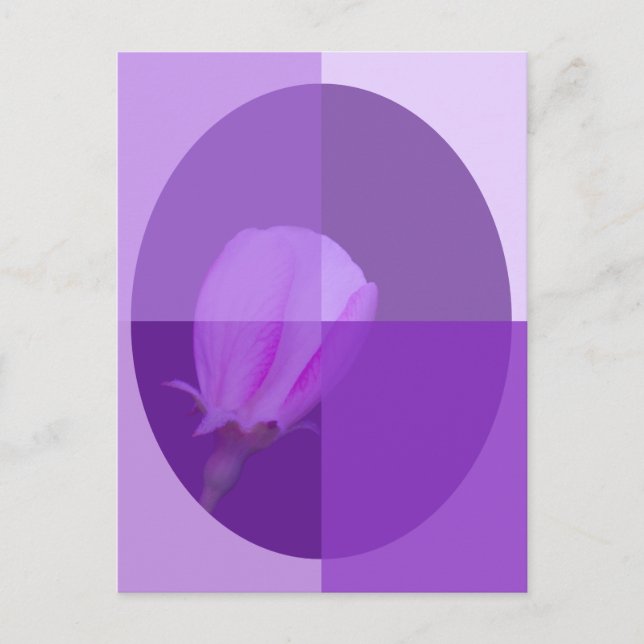 Carte Postale Fleur de printemps rose et violette | Quatre nuanc (Devant)