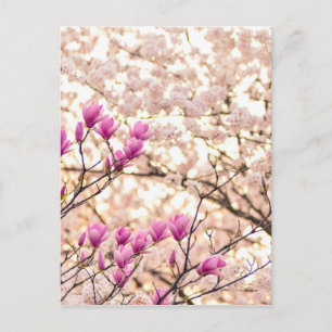 Carte Postale Fleur de printemps rose pourpre en floraison
