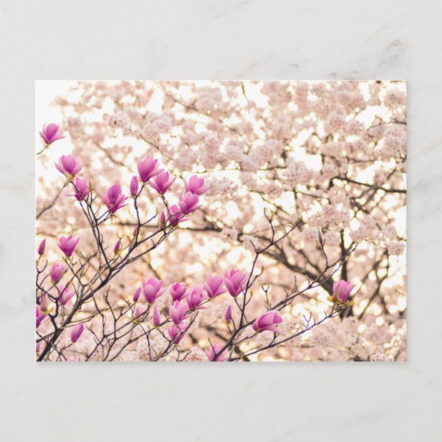 Carte Postale Fleur de printemps rose pourpre en floraison (Devant)
