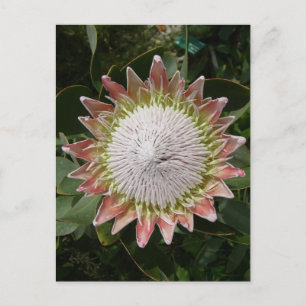 Carte Postale Fleur de Protea géante.