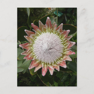 Carte Postale Fleur de Protea géante.