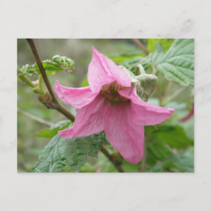 Carte Postale Fleur de ronce remarquable, île d'Unalaska