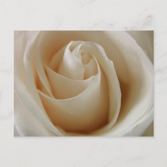 Carte Postale Fleur de rose blanche ivoire (Devant)