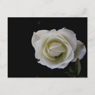 Carte Postale Fleur de rose blanche sur arrière - plan noir