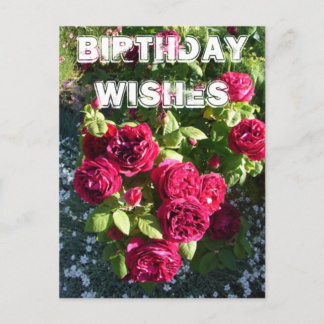 Carte Postale Fleur de rose rouge Jardin fleuri Joyeux anniversa (Devant)