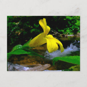 Carte Postale Fleur de singe 01