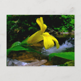 Carte Postale Fleur de singe 01