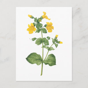 Carte Postale fleur de singe (Mimulus sp.) par Redouté