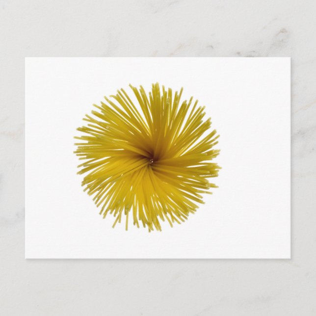 Carte Postale Fleur de spaghetti (Devant)
