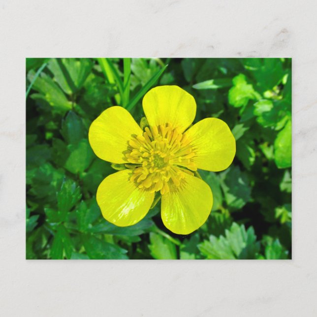 Carte Postale Fleur de tasse à beurre en flammes. (Devant)