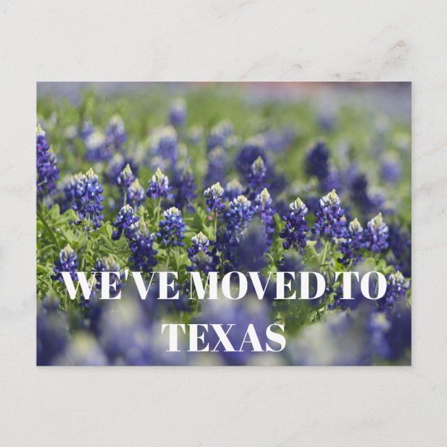 Carte Postale Fleur de Texas Bluebonnets Fleur sauvage Bleu Flor (Devant)