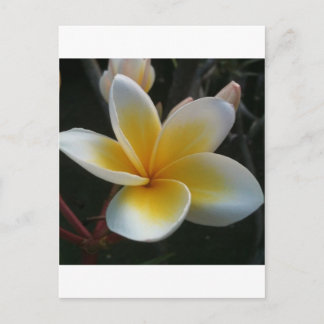 Carte Postale fleur de thaïlande