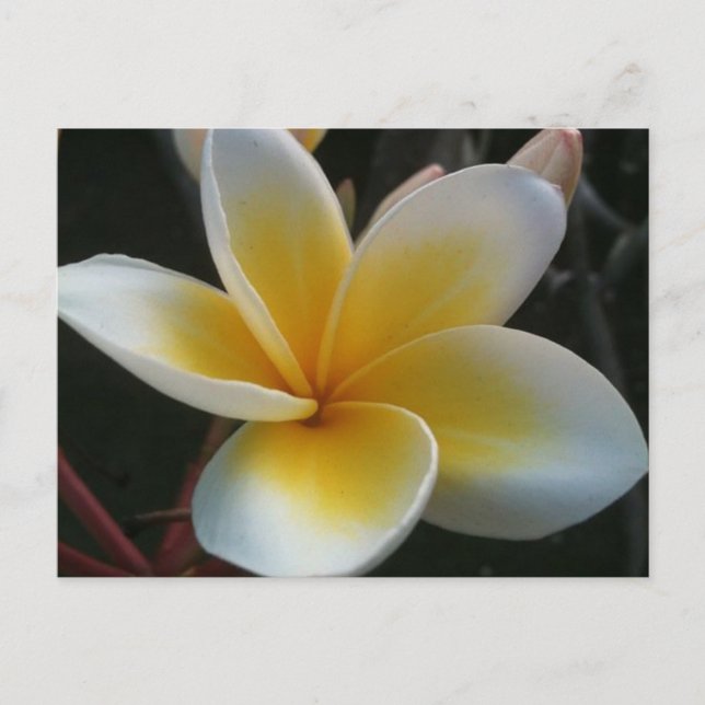 Carte Postale fleur de thaïlande (Devant)