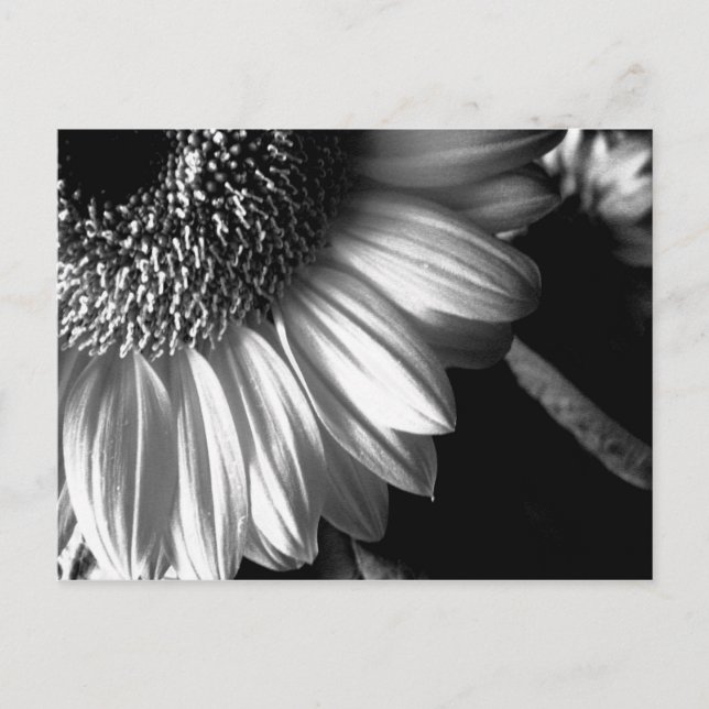 Carte Postale fleur de tournesol bw 2 (Devant)