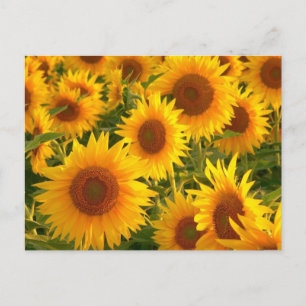 Carte Postale Fleur de tournesol Floral Jaune - Merci, Amour
