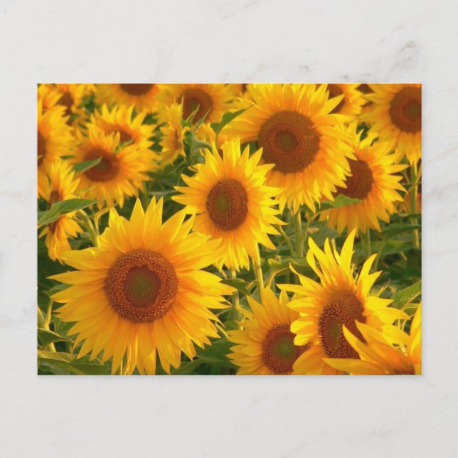 Carte Postale Fleur de tournesol Floral Jaune - Merci, Amour (Devant)