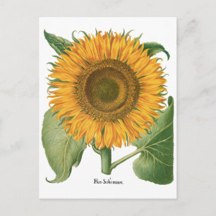 Carte Postale Fleur de tournesol vintage par Basilius Besler