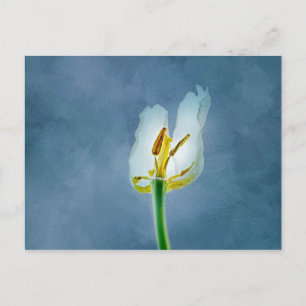 Carte Postale Fleur de tulipe blanche flétrie