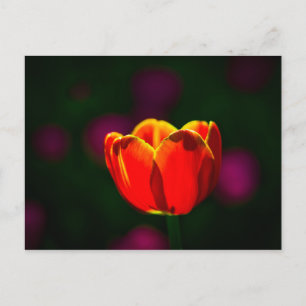 Carte Postale Fleur de tulipe rouge