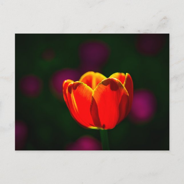 Carte Postale Fleur de tulipe rouge (Devant)