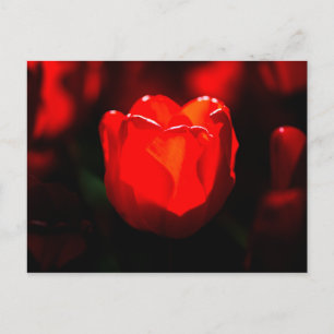 Carte Postale Fleur de tulipe rouge - Feu