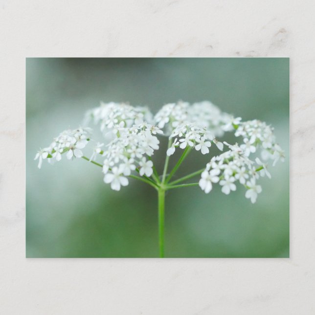 Carte postale Fleur de vache (Devant)