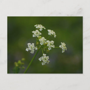Carte postale Fleur de vache