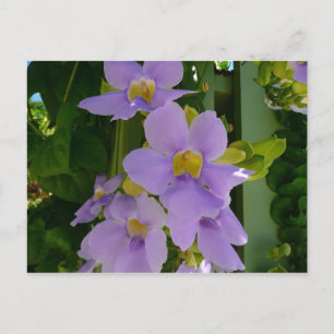 Carte Postale Fleur de Vigne Céleste Fleur Tropicale Violette