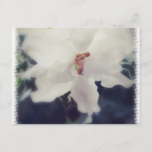 Carte Postale Fleur de violet d'Afrique blanche