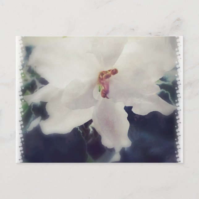 Carte Postale Fleur de violet d'Afrique blanche (Devant)