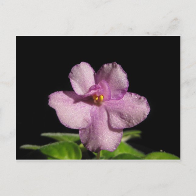 Carte Postale Fleur de violette africaine (Devant)