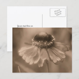 Carte Postale Fleur de Zinnia Sépia Vintage Personnalisée