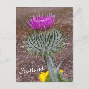 Carte Postale Fleur d'Ecosse, le chardon