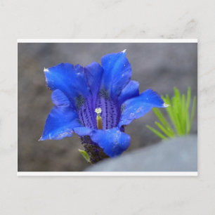 Carte Postale Fleur d'Enzan bleu alpin