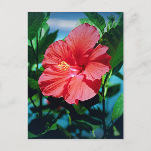 Carte Postale Fleur des Caraïbes