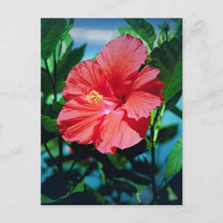 Carte Postale Fleur des Caraïbes